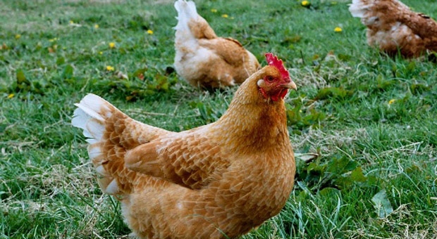 UK Govt Requires ALL Home-grown Chickens to Be Registered to Tackle Bird Flu
