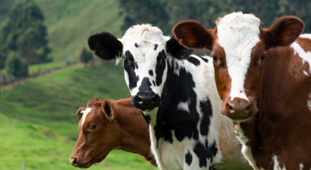 Danish Farmers Facing Carbon Tax for Each 'Fart' Cows Make