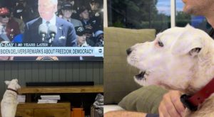 Dog Goes Viral after Getting Spooked by Seeing Biden on TV, Has Different Reaction to Trump